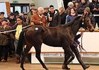 Incahoots, Lot 1532, sold for 420,000 guineas ($663,978.