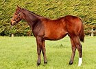 Lot 1129, a colt by Dubawi, brought 1,100,000.