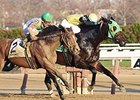 Green Gratto Stuns Fall Highweight Field Green Gratto Stuns Fall Highweight Field