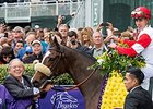 Stephanie's Kitten following her Breeders' Cup Filly and Mare Turf win.<br><a target="blank" href="http://photos.bloodhorse.com/BreedersCup/2015-Breeders-Cup/Breeders-Cup-Filly-and-Mare-Tu/i-gd5mw34">Order This Photo</a>