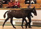 Lot 1407, a colt by Dark Angel, led final-day trading, selling for 170,000 guineas.
