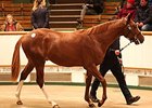 Lot 175 by New Approach