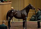 Lacadena Brings $1.3M in Foal to Bernardini Lacadena Brings $1.3M in Foal to Bernardini