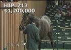 Keeneland November Sale: Sunset Glow - Hip 213 Keeneland November Sale: Sunset Glow - Hip 213