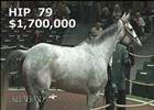 Keeneland November Sale: Hard Not to Like - Hip 79 Keeneland November Sale: Hard Not to Like - Hip 79