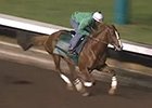 California Chrome Work December 5, 2015 California Chrome Work December 5, 2015