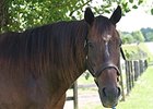 TRF's Sir Prize Birthday Euthanized at Age 35 TRF's Sir Prize Birthday Euthanized at Age 35