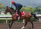 Free Eagle at Sha Tin Racecourse