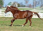 Smarty Jones settling in at Calumet Farm.<br><a target="blank" href="http://photos.bloodhorse.com/Thoroughbred-Greats/Smarty-Jones/i-Ft2kj89/A">Order This Photo</a>