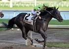 Horse for Course Valid Takes Harlan's Holiday Horse for Course Valid Takes Harlan's Holiday