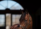 American Pharoah at Coolmore's Ashford Stud near Lexington