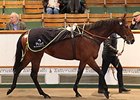 The top-selling horse on the fourth day was Lamps of Heaven, who brought 32,000 guineas.