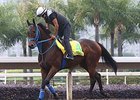 Mongolian Saturday at Sha Tin the morning of Dec. 10