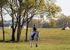 Retired racehorses were focus of Aug. 30 summit in New York