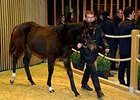 Lot 222 by Redoute's Choice