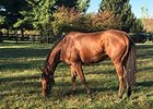 Lady Eli Tack-Walking in Florida Lady Eli Tack-Walking in Florida