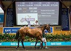 Magic Millions Sale Begins With Gains Magic Millions Sale Begins With Gains