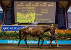 Pierro Yearlings Top Gold Coast Third Session Pierro Yearlings Top Gold Coast Third Session