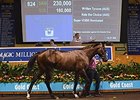 Lot 824 by Written Tycoon was the leading colt in session 1 of book 2.