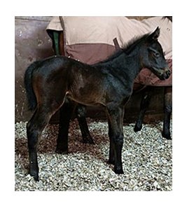 This filly is the first foal for stakes winner The Hunk.