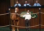 Numbers Mixed for OBS Winter Auction Numbers Mixed for OBS Winter Auction