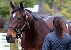 Summer Solo at the Keeneland January Sale.