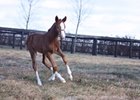First Reported Foal for Will Take Charge First Reported Foal for Will Take Charge