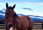 First Foal Reported for Mucho Macho Man First Foal Reported for Mucho Macho Man