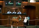 Curlin Yearlings Lead Way at OBS Session Curlin Yearlings Lead Way at OBS Session