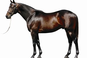 Bernardini stands at Darley near Lexington, where his 2016 fee is $100,000, the 13 year old horse has been represented by 43 stakes winners, including 31 graded winners, and progeny that have earned in excess of $50 million from six crops aged 3 year olds and up.