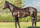 Lot 37, a colt by Silvano, brought 6 million rand (US$363,909).