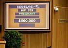 Roan Inish Brings $500,000 at Keeneland Roan Inish Brings $500,000 at Keeneland