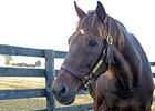 Champion Sprinter Gulch Euthanized at Age 32 Champion Sprinter Gulch Euthanized at Age 32