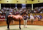 Hip 445, a colt by Frankel out of Our Echezeau.