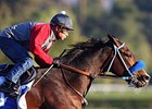 Songbird Works Toward 3-Year-Old Debut Songbird Works Toward 3-Year-Old Debut