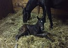 Atreides' first foal, a filly of the unraced Scat Daddy mare Melody's Spirit.