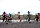 Whatawonderflworld, Vieja Luna Win OBS Races Whatawonderflworld, Vieja Luna Win OBS Races