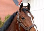 Gainesway Tries Old Formula With New Stallion Gainesway Tries Old Formula With New Stallion