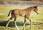 2016 filly by Strong Mandate out of Secret Glade, by Hennessy
