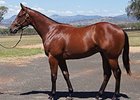 Victory Tycoon, Lot 340 by Uncle Mo, was bought for $280,000.