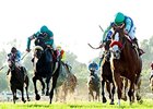 Paulina's Love leaves the rest behind in the Buena Vista Stakes.