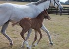 The first foal for Mark Valeski, a filly out of Ambition Unbridled.