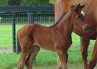 A filly by Awesome Bet out of Edacious Reality.