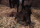A 2016 colt by Candy Ride-Common Hope