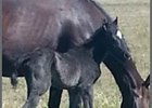 The first foal for Ive Struck A Nerve out of Jaded Heart