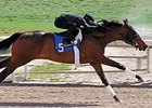 Hip 5 at the Fasig-Tipton Preview