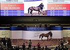 Lot 17, a Starcraft gelding, brought HK$8.5 million