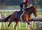 Beholder to Make 2016 Debut in Adoration Beholder to Make 2016 Debut in Adoration
