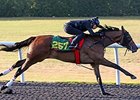 Hip 257 during the OBS March Undertack Show
