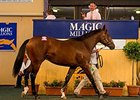 Lot 216 (Hard Spun-Miss Chard) sold for Aus$160,000 (US$107,298) at the Adelaide Yearling Sale.